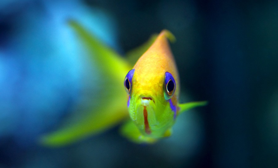 Pseudanthias Squamipinnis 5