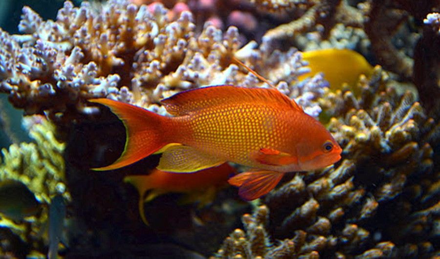 Pseudanthias Squamipinnis 6