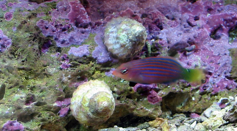Pseudocheilinus Hexataenia 2