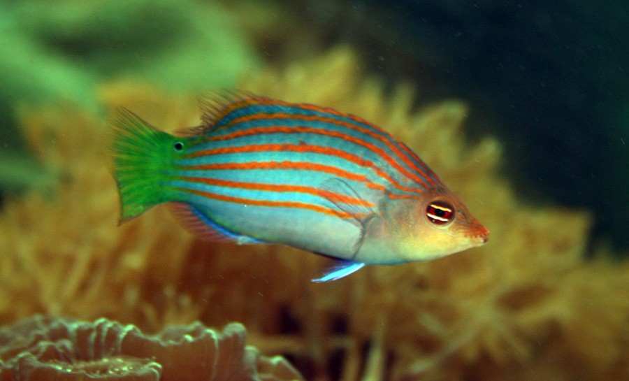 Pseudocheilinus Hexataenia 4