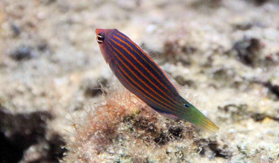 Pseudocheilinus Hexataenia 5