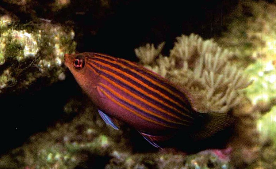 Pseudocheilinus Hexataenia 6
