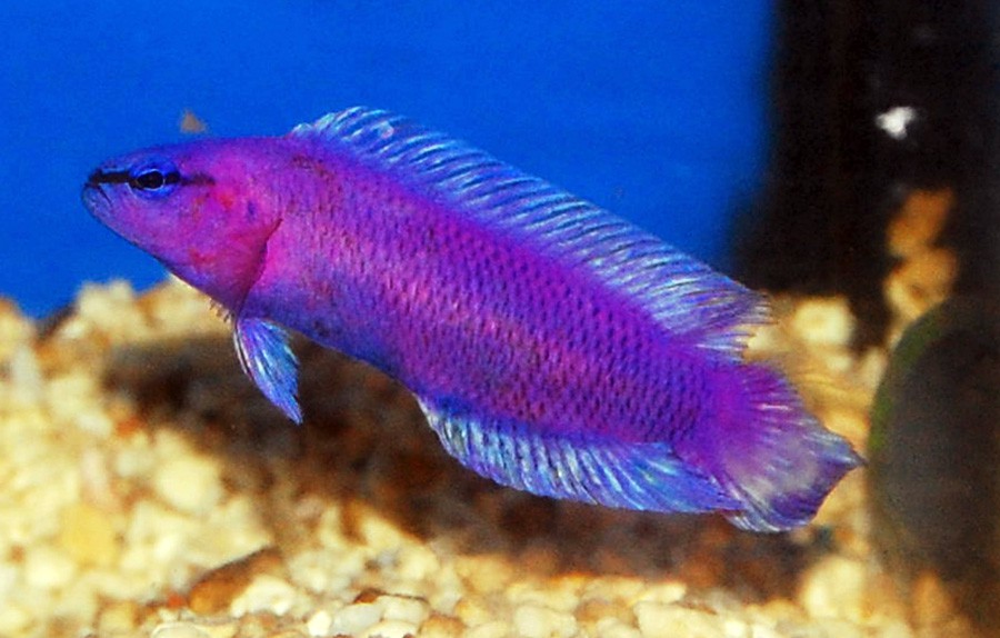 Pseudochromis Fridmani 2