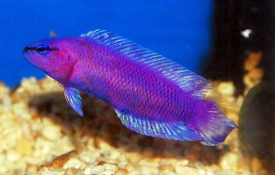 Pseudochromis Fridmani 2