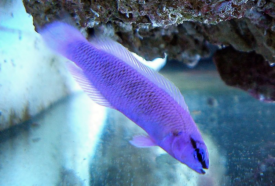 Pseudochromis Fridmani 3