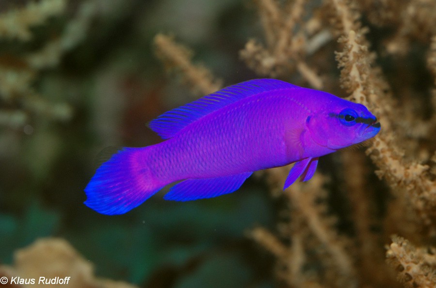 Pseudochromis Fridmani 4