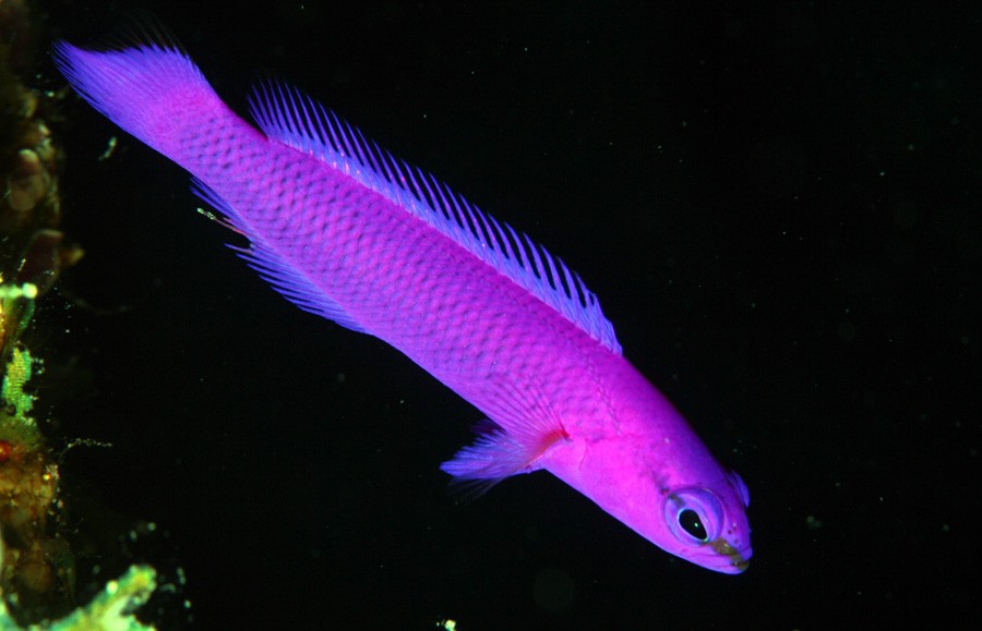 Pseudochromis Fridmani 5