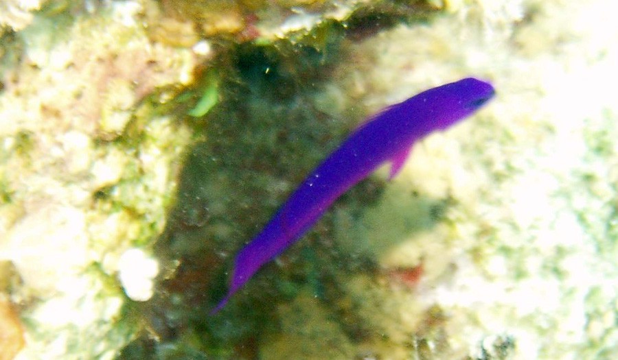 Pseudochromis Fridmani 6