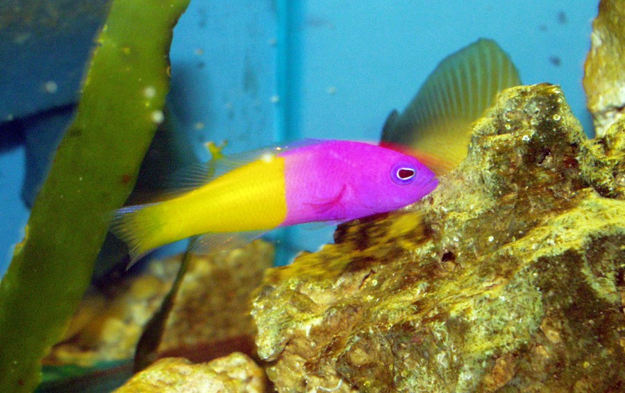 Pseudochromis Paccagnellae 2