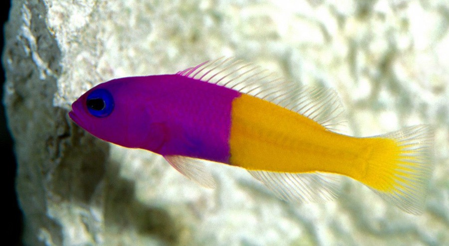 Pseudochromis Paccagnellae 3