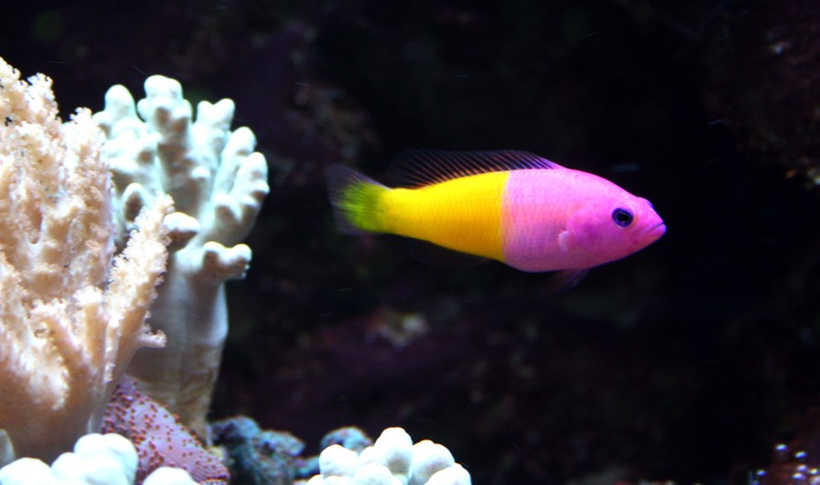 Pseudochromis Paccagnellae 4