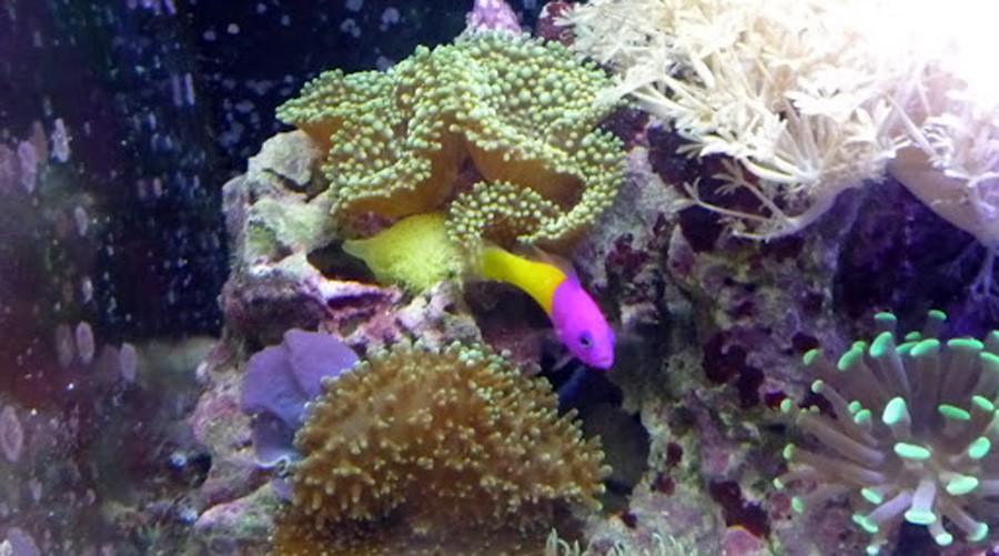 Pseudochromis Paccagnellae 5