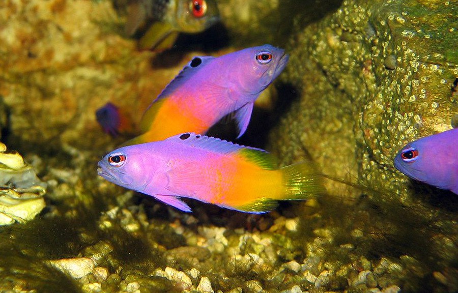 Pseudochromis Paccagnellae 6