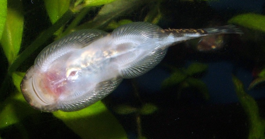 Chupa Algas de Agua Fría