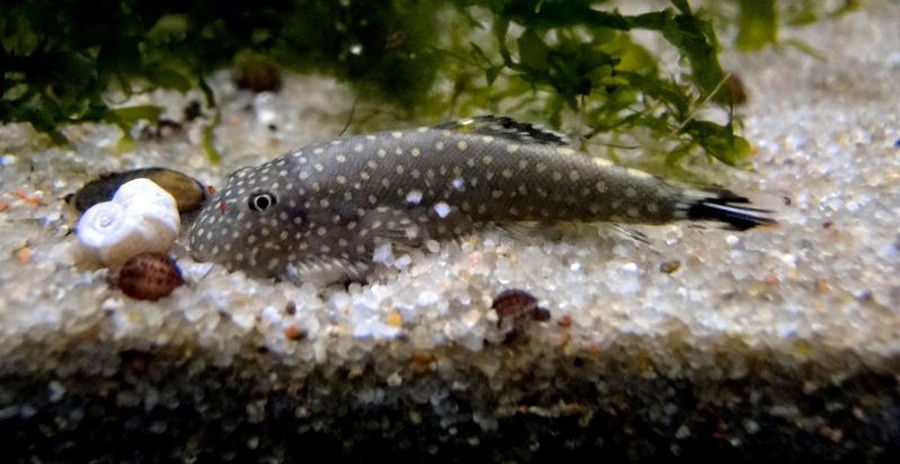 Pseudogastromyzon Myersi 2