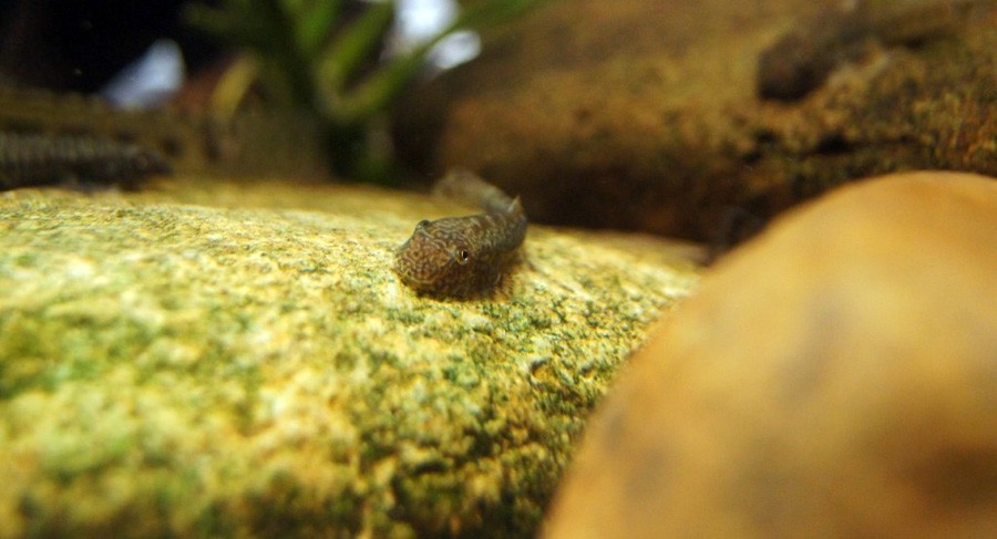 Pseudogastromyzon Myersi 3