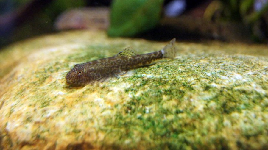 Pseudogastromyzon Myersi 4