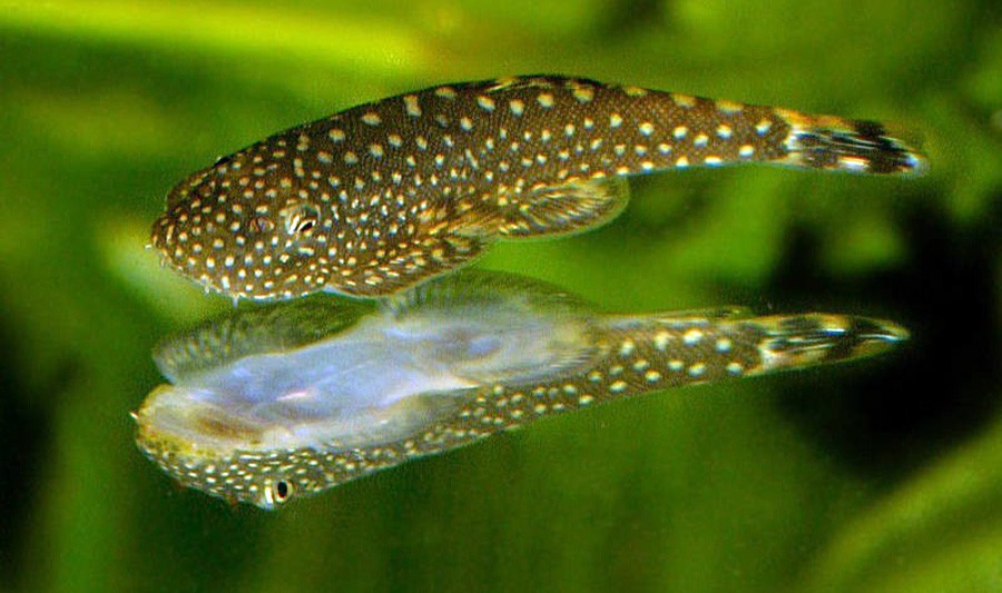 Pseudogastromyzon Myersi 5