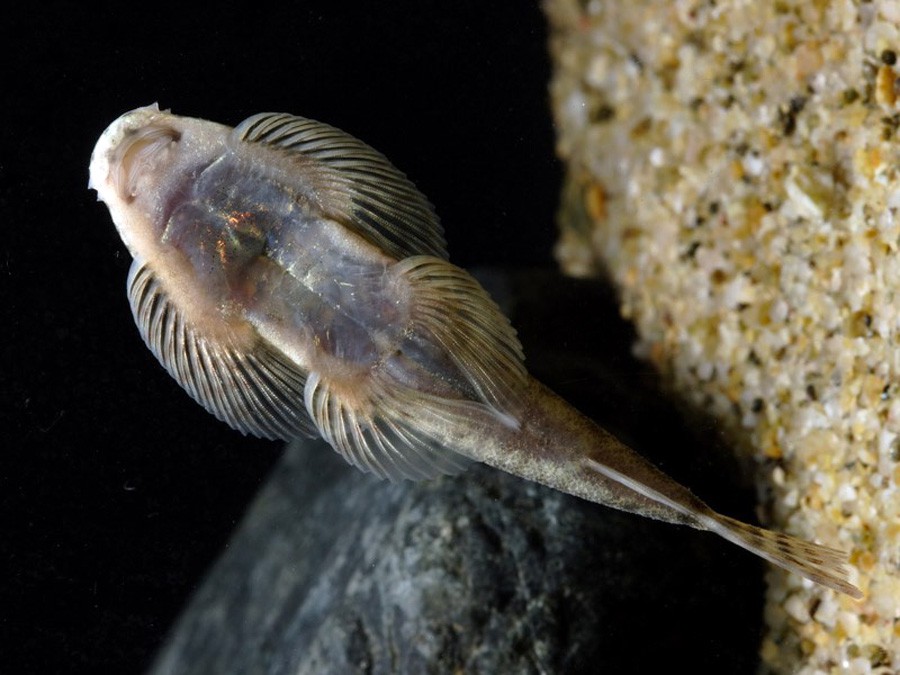 Pseudogastromyzon Myersi 6