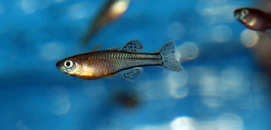 Pseudomugil Gertrudae 3
