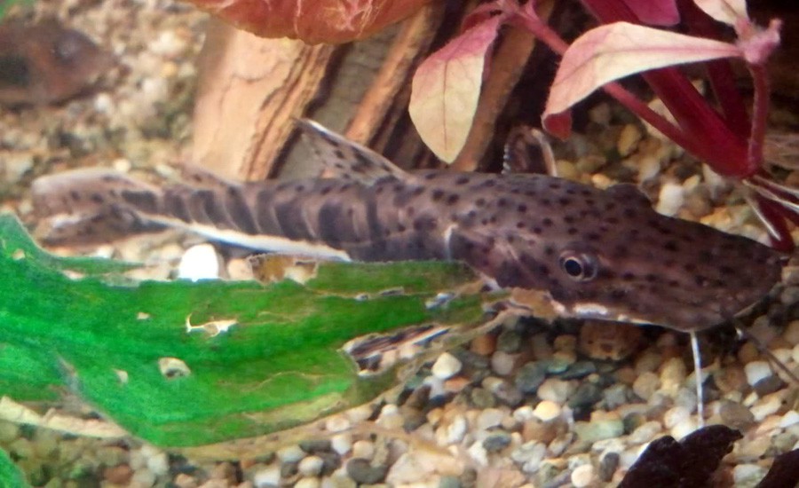 Pseudoplatystoma Corruscans 3