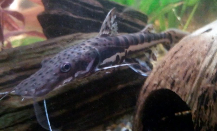Pseudoplatystoma Corruscans 4