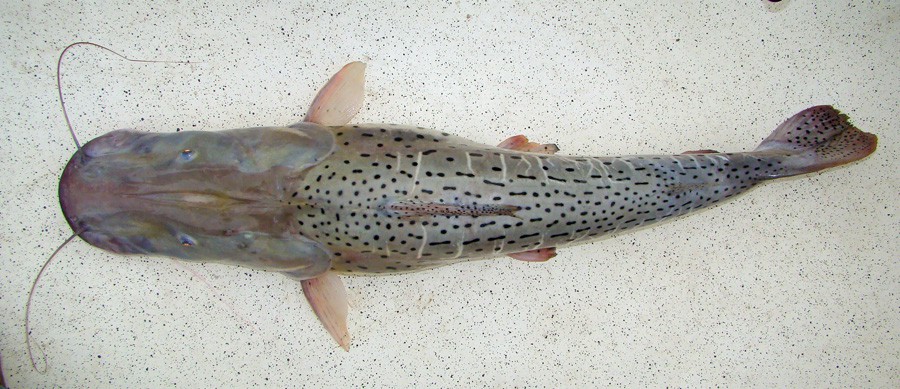 Pseudoplatystoma Corruscans 5