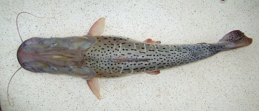 Pseudoplatystoma Corruscans 5