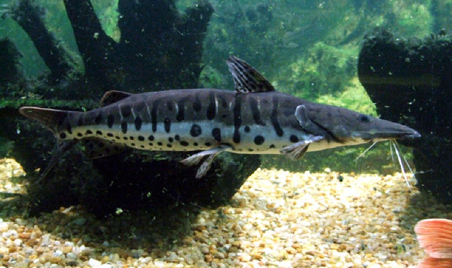 Pseudoplatystoma Corruscans 6