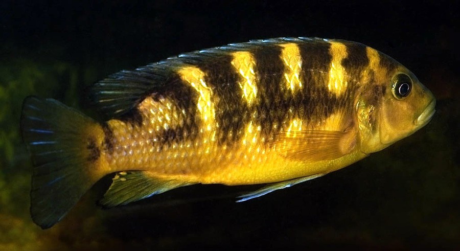 Pseudotropheus Crabro