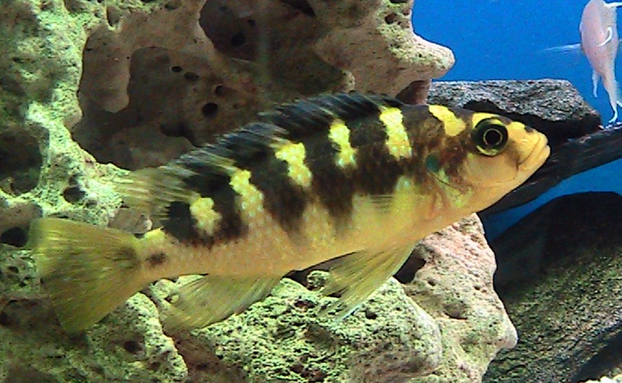 Pseudotropheus Crabro 2