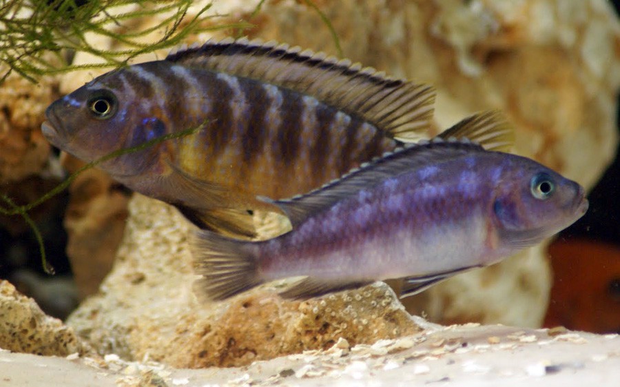 Pseudotropheus Crabro 3