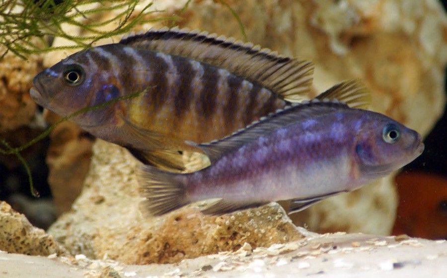 Pseudotropheus Crabro 3