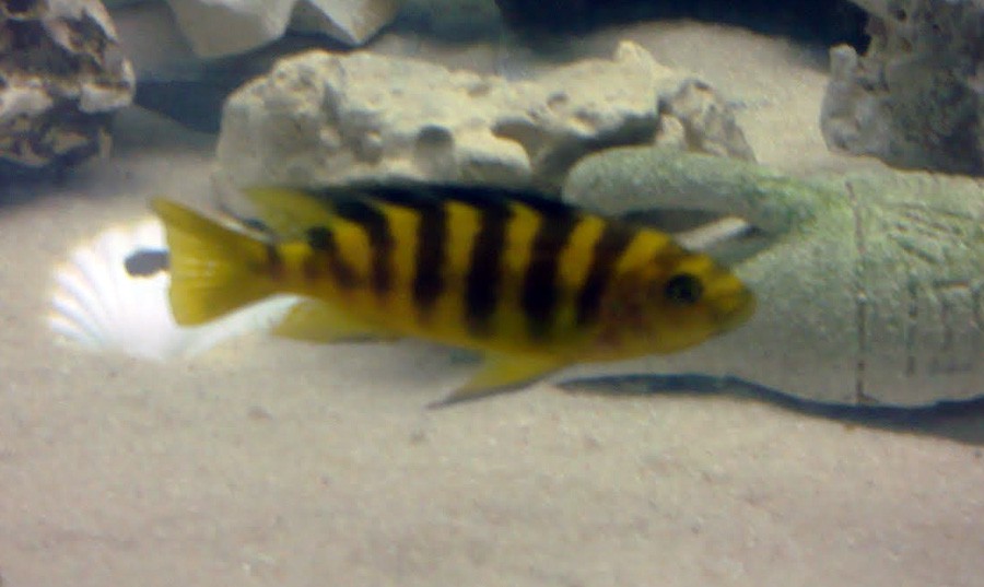 Pseudotropheus Crabro 4