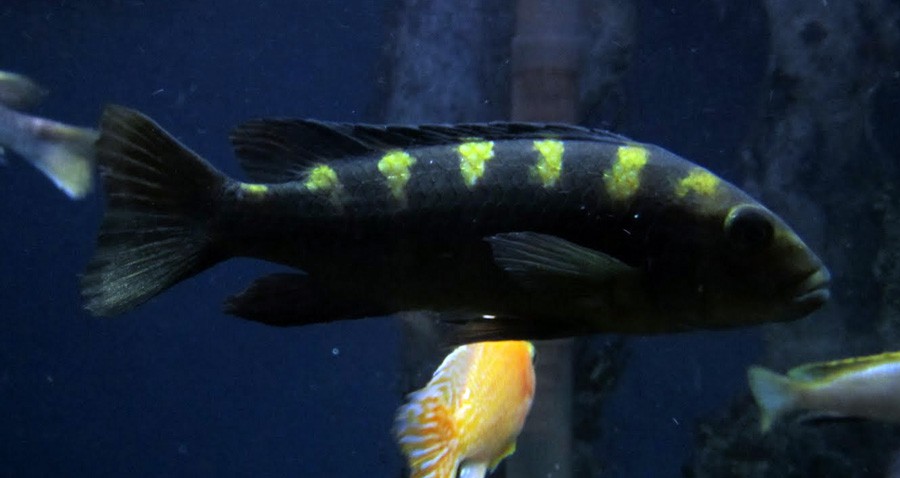 Pseudotropheus Crabro 5
