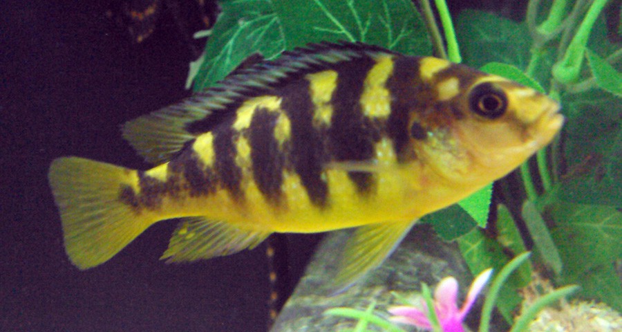 Pseudotropheus Crabro 6