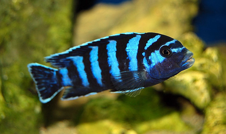 Demasoni