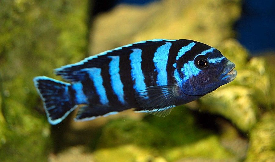 Demasoni
