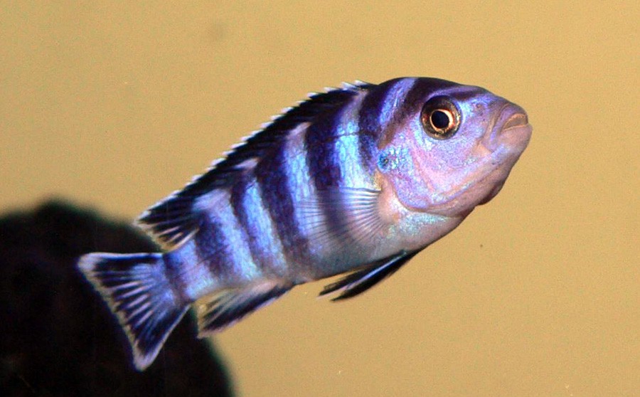 Pseudotropheus Demasoni 2