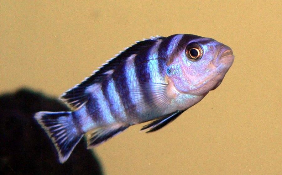 Pseudotropheus Demasoni 2