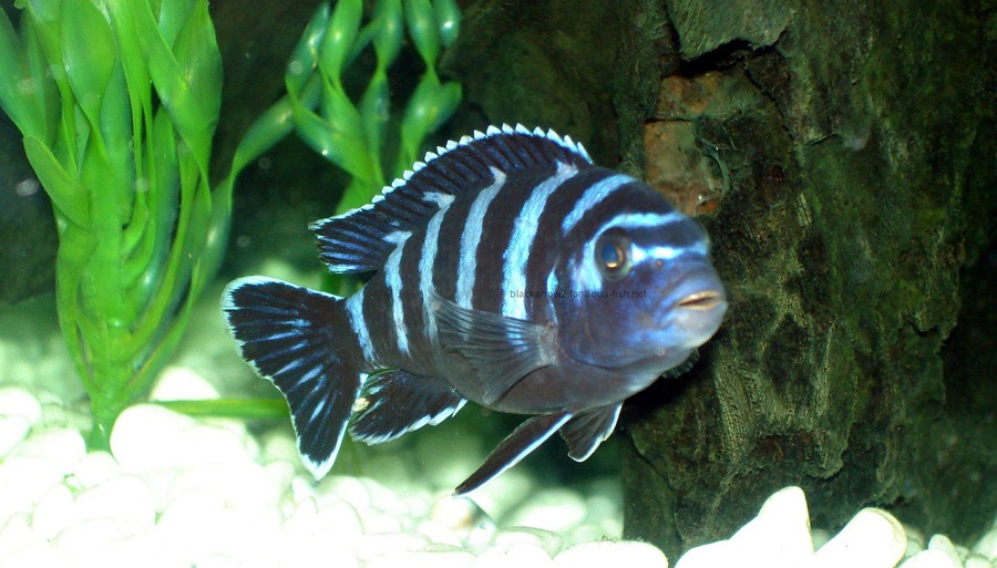 Pseudotropheus Demasoni 3