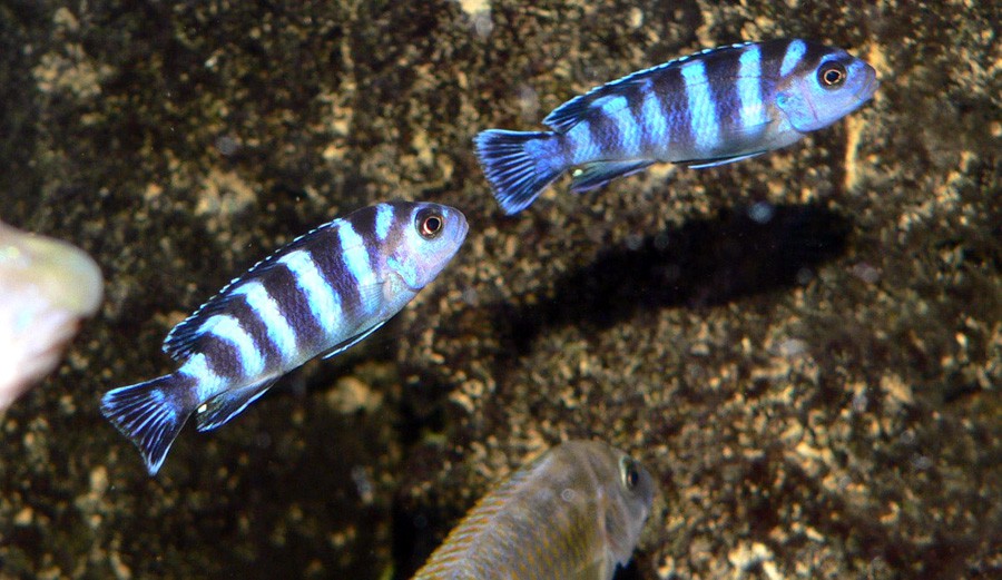 Pseudotropheus Demasoni 4