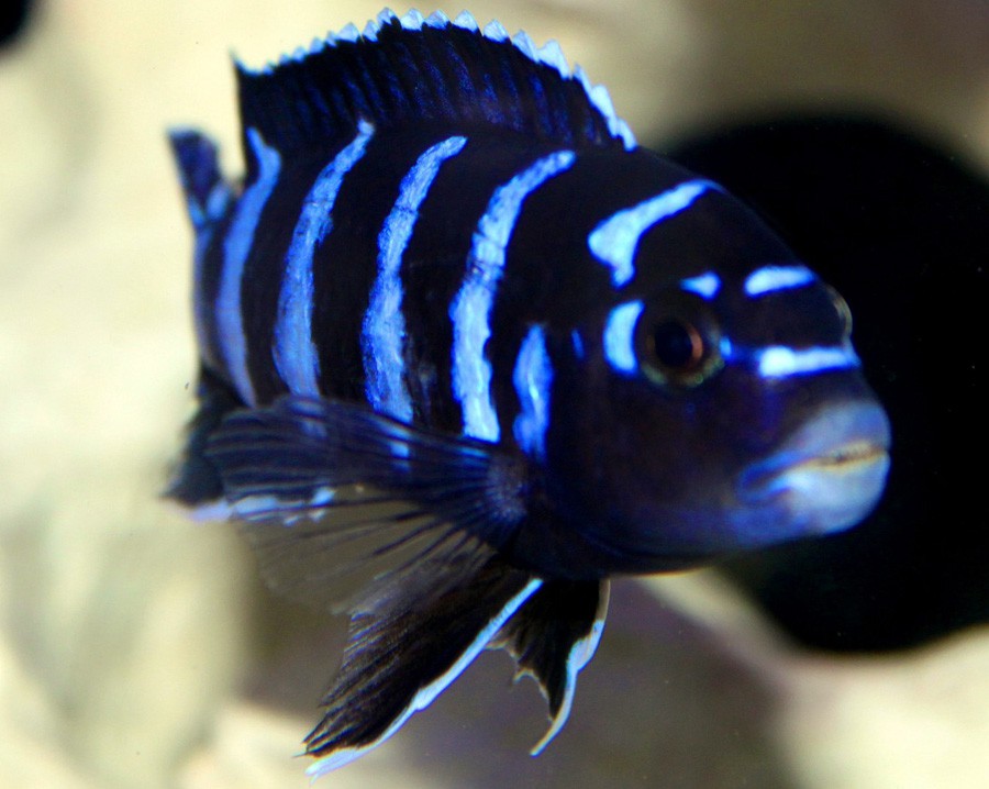 Pseudotropheus Demasoni 5