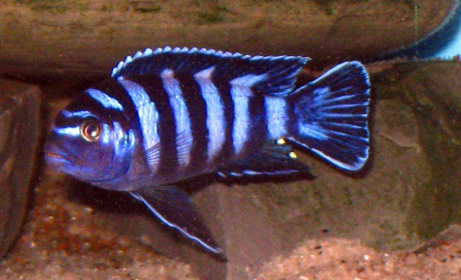 Pseudotropheus Demasoni 6