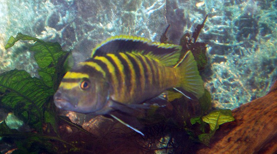 Pseudotropheus Flavus