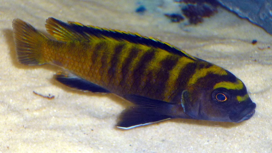 Pseudotropheus Flavus 2