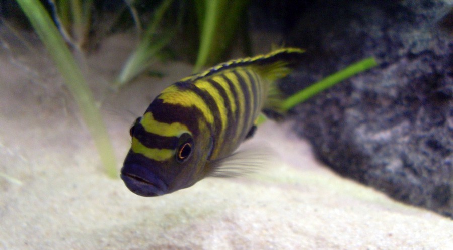 Pseudotropheus Flavus 3
