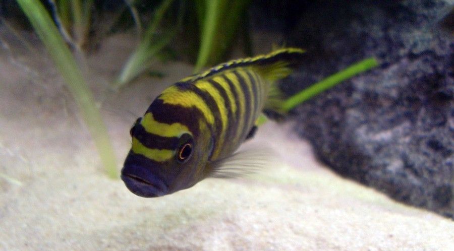 Pseudotropheus Flavus 3