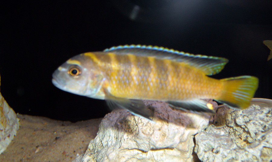 Pseudotropheus Flavus 4