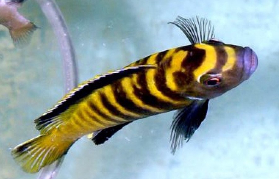 Pseudotropheus Flavus 5